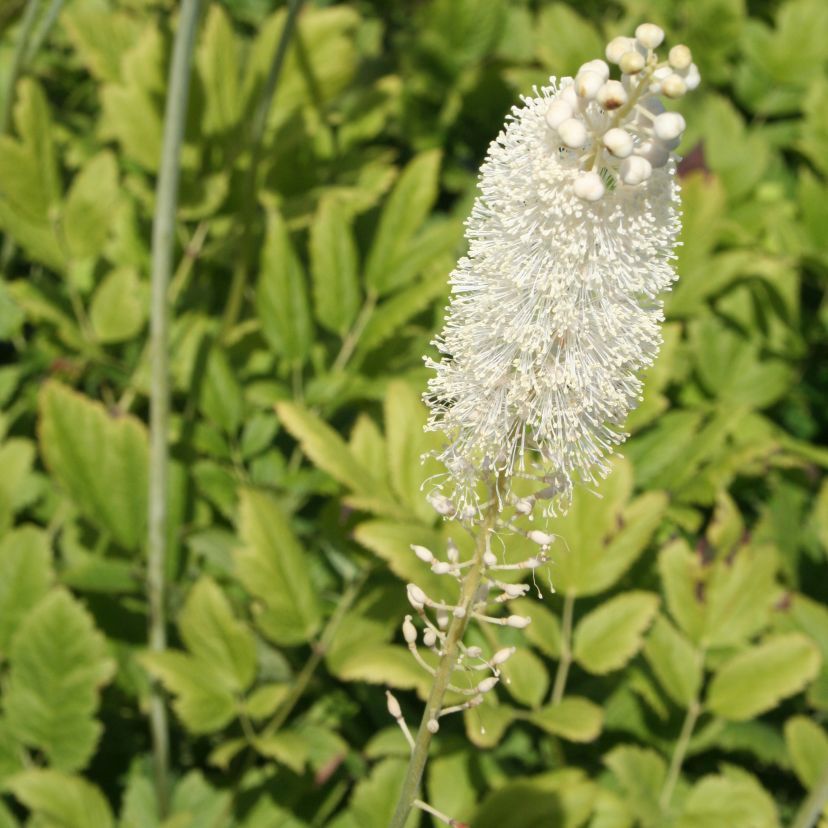 STM - Cimicifuga racemosa