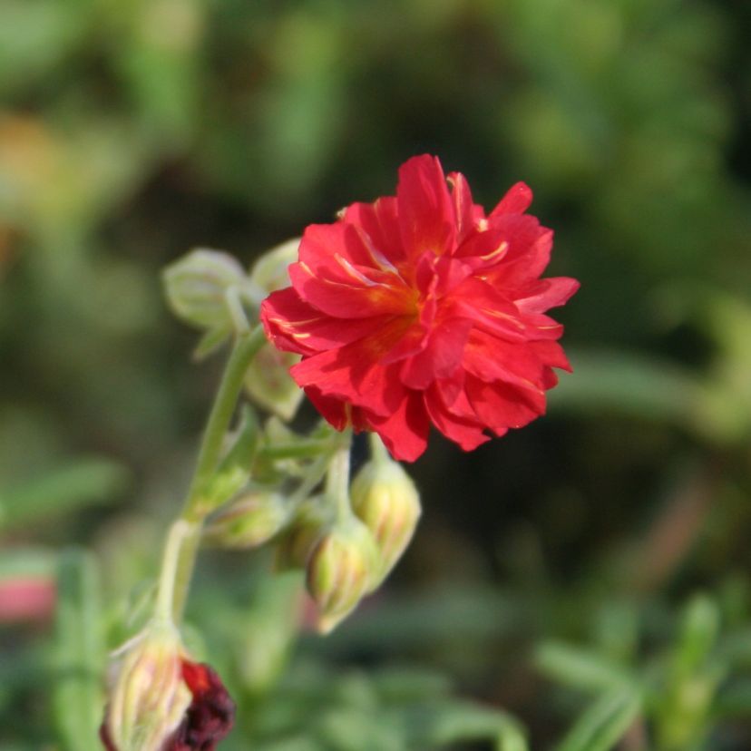 STM - Helianthemum hybr. 'Amabile Plenum' (=Rubin)
