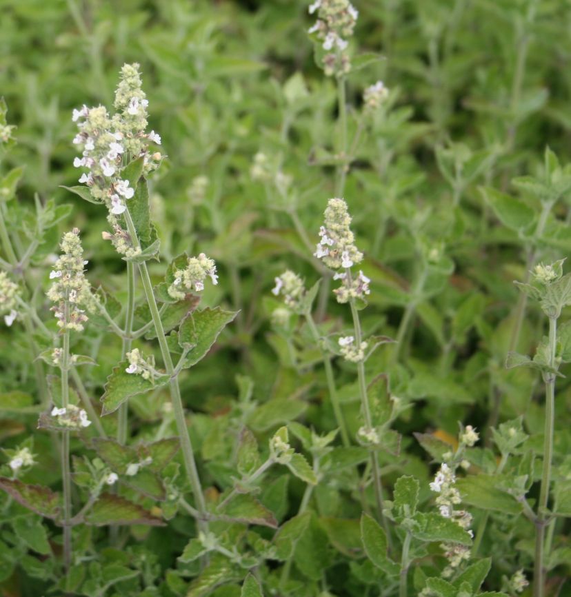 Nepeta cataria ssp. citriodora