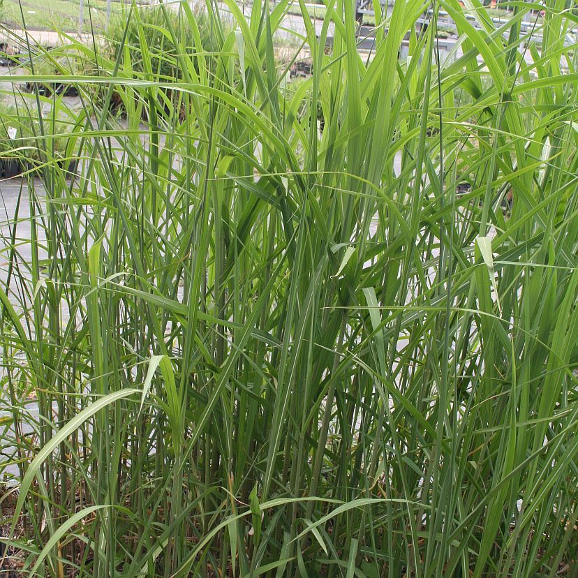 Miscanthus floridulus
