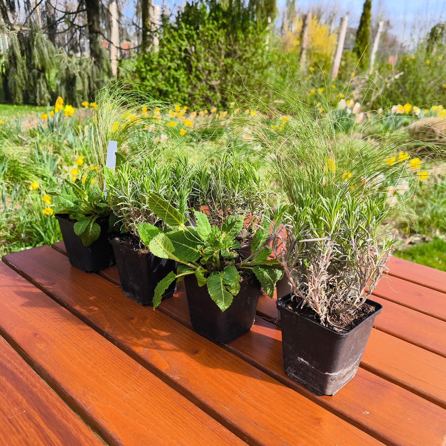 Lavendel, Salbei- und Federgras-BOX