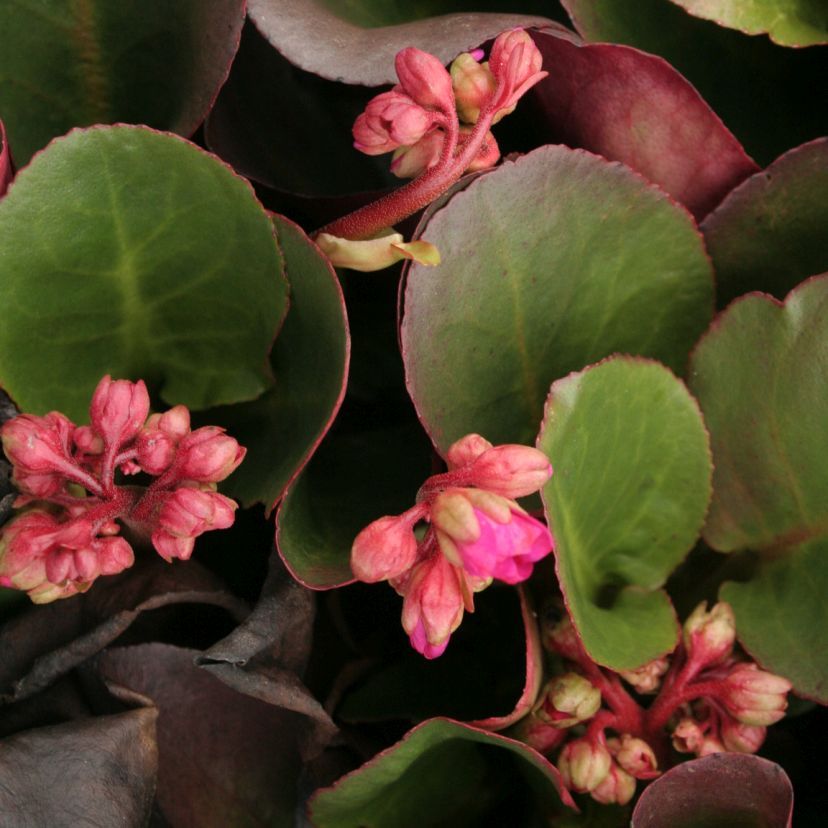 Bergenia x hybr. 'Eroica'