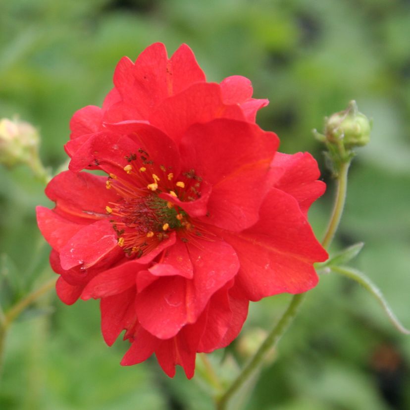 Geum chiloense 'Feuerball'