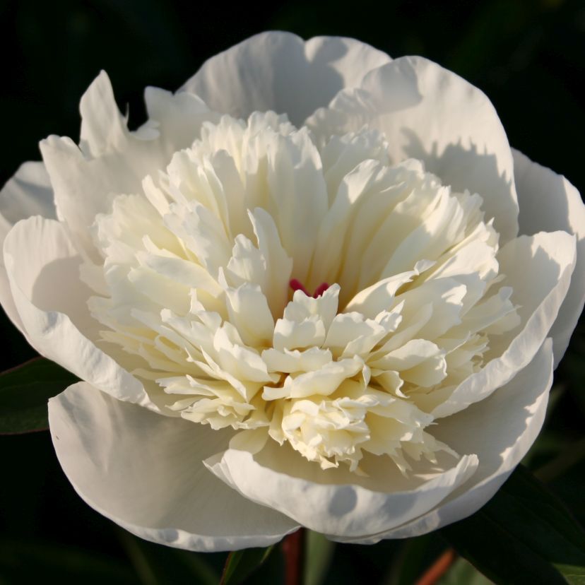 Paeonia lact. 'Immaculee'