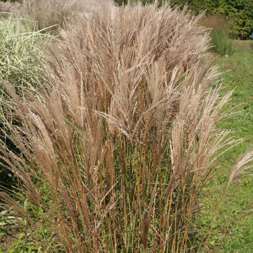 Miscanthus sinensis 'Ferner Osten'