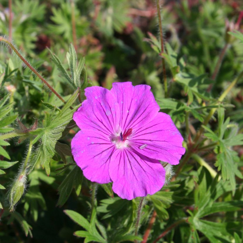 Geranium sang. 'Tiny Monster'