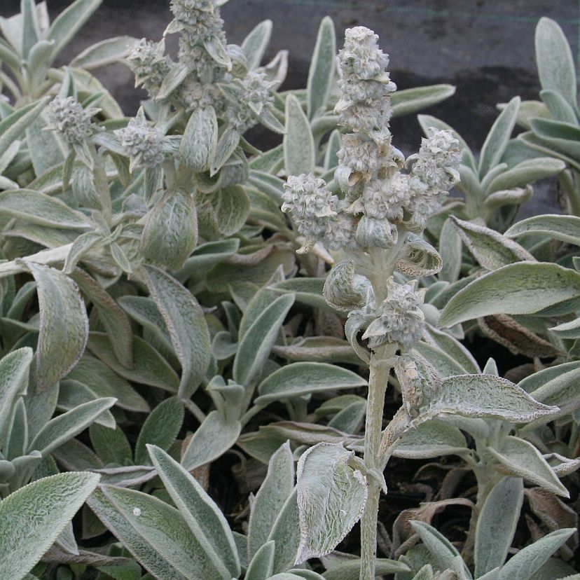 STM - Stachys byzantina 'Cotton Boll'