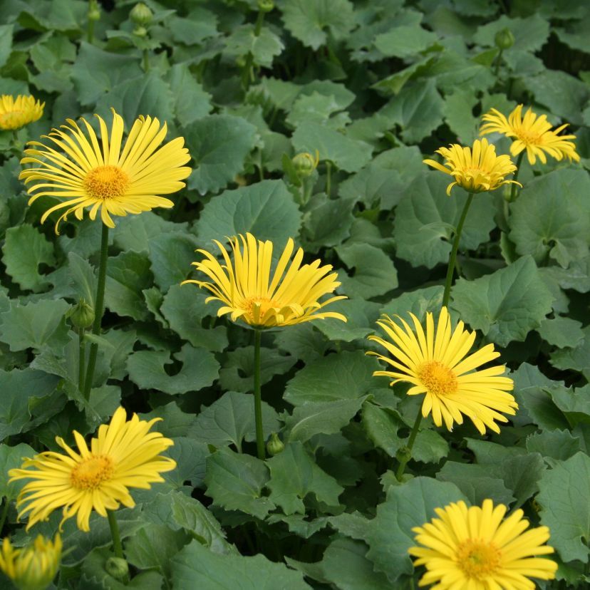 STM - Doronicum orient. 'Little Leo'