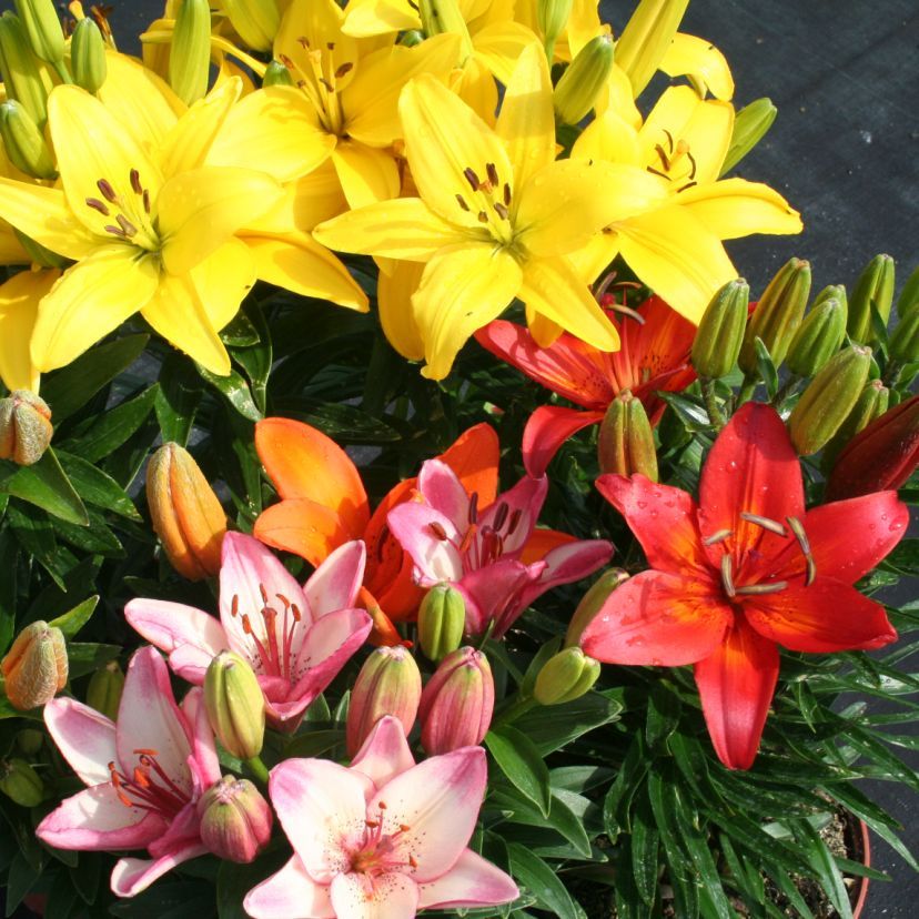 STM - Lilium orientale in Farben