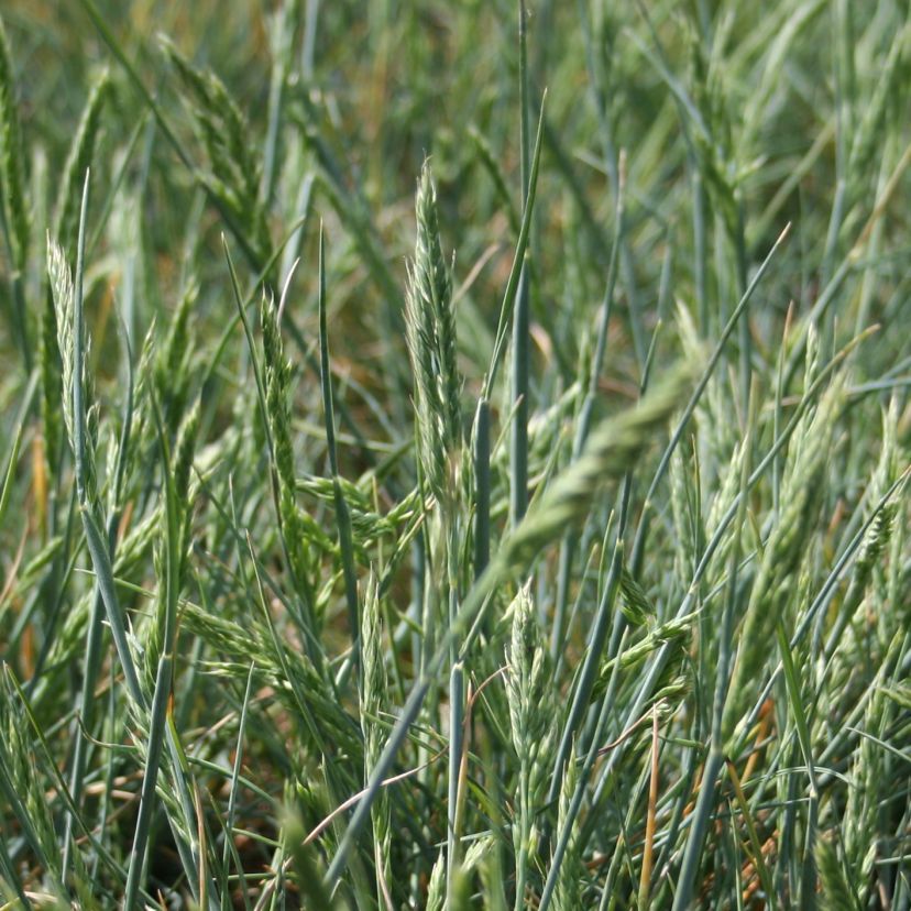 STM - Festuca cinerea 'Eisvogel'