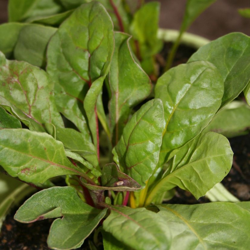 Beta vulgaris 'Bright Light'