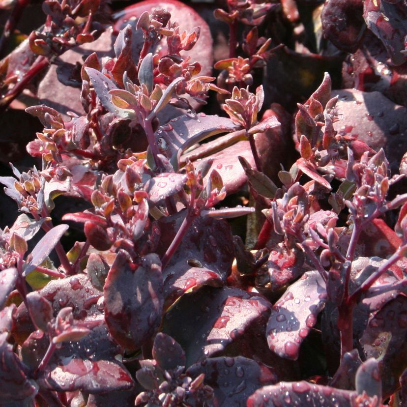 STM - Sedum telephium 'Chocolate Cherry'