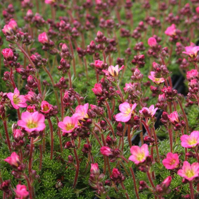 STM - Saxifraga x arendsii 'Elf Rose'