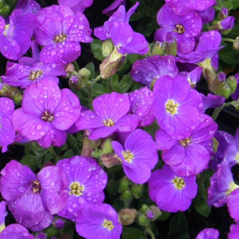 Aubrieta cult. 'Kitte Blue'