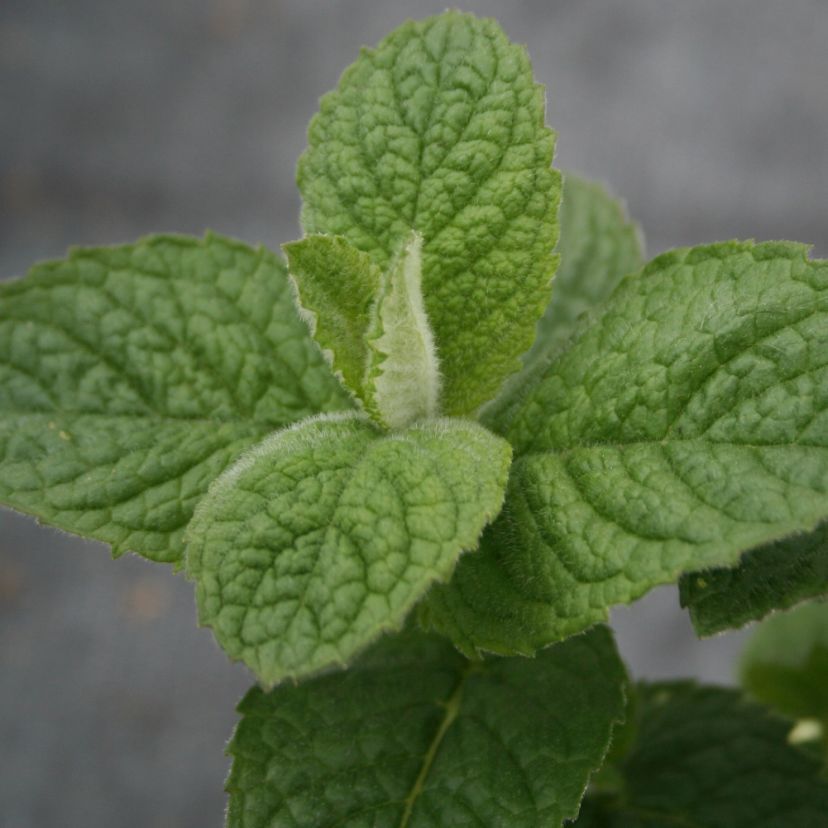 Mentha suaveolens 'Apple Mint'