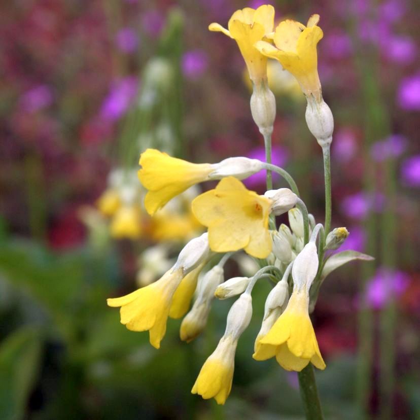 Primula florindae