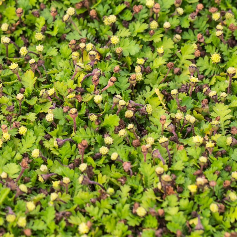 STM - Cotula dioica 'Minima'