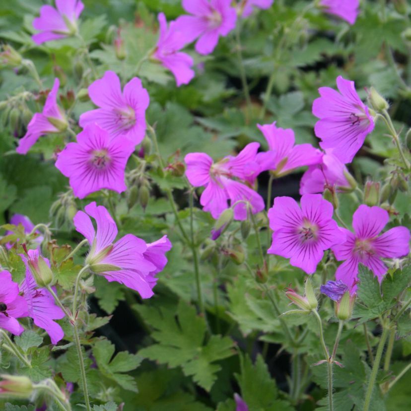 Geranium gracile 'Sirak'