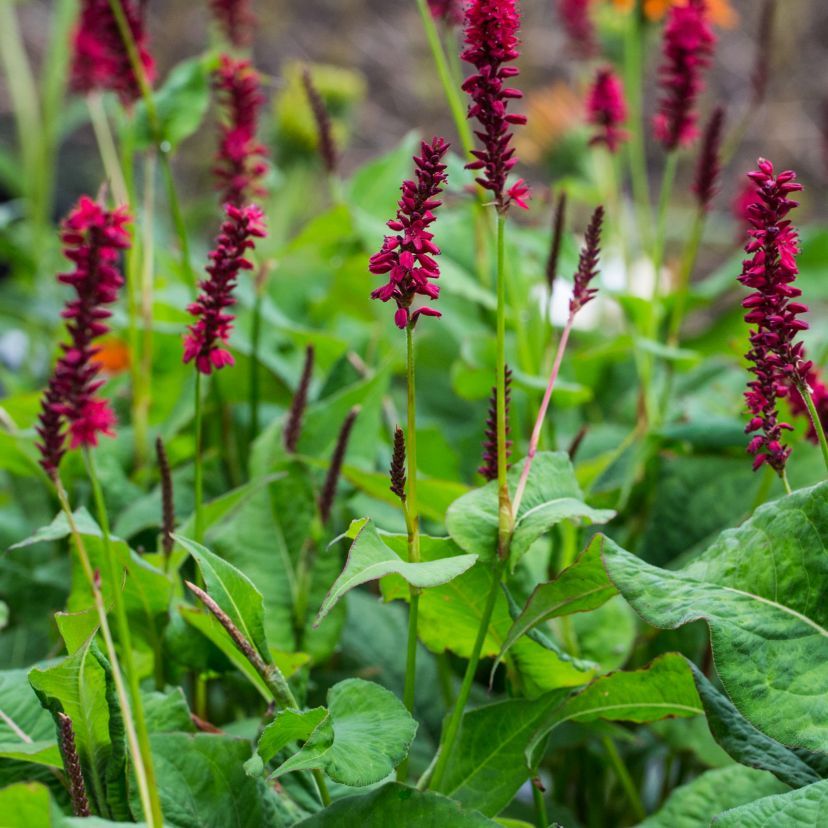 STM - Bistorta amplexicaulis 'Blackfield'