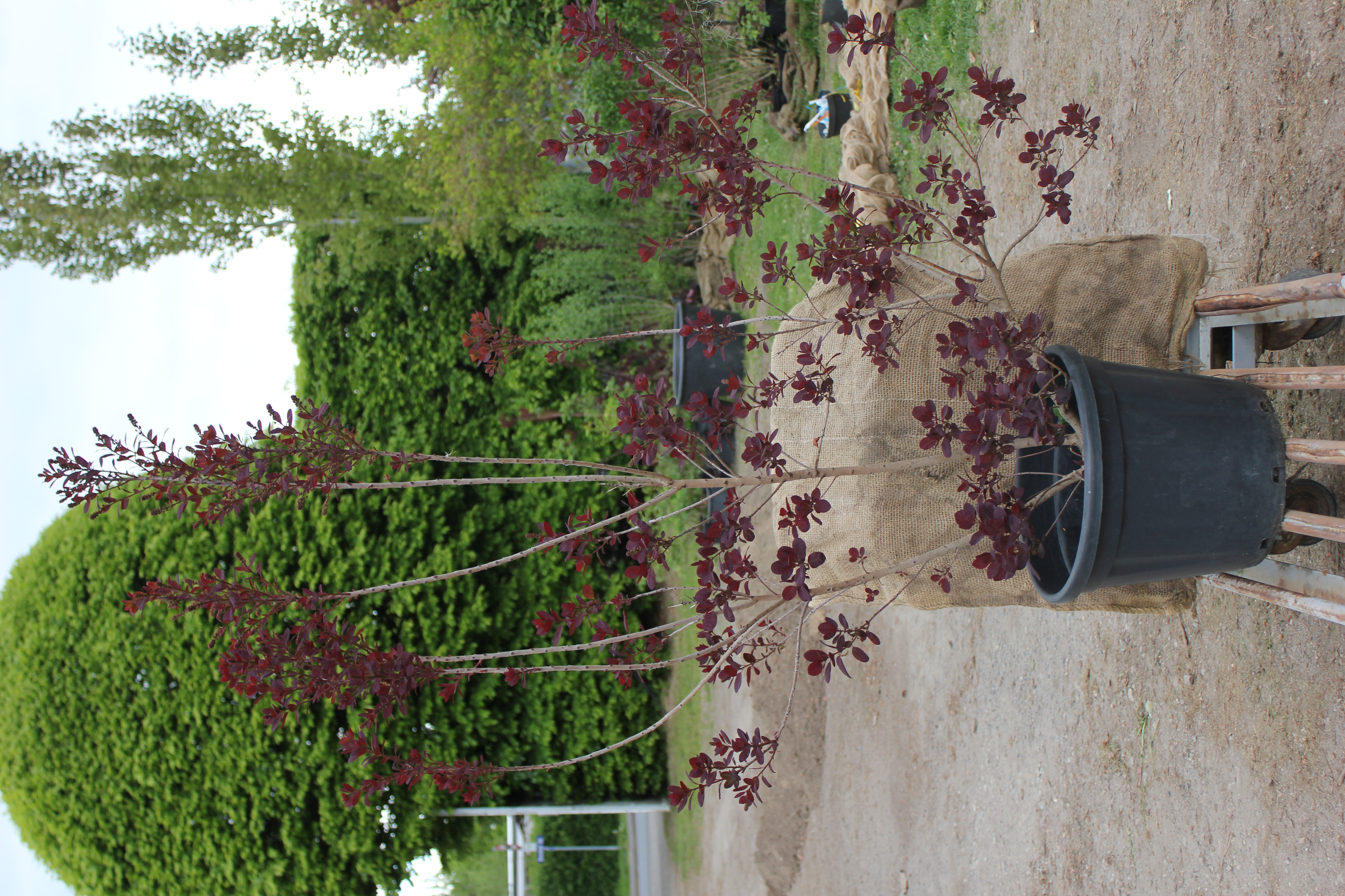 Cotinus coggygria 'Royal Purple 125-150 30l Co