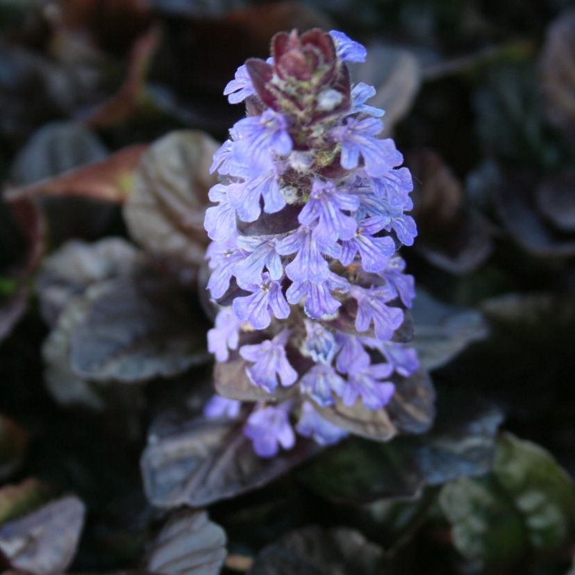 Ajuga reptans 'Braunherz'