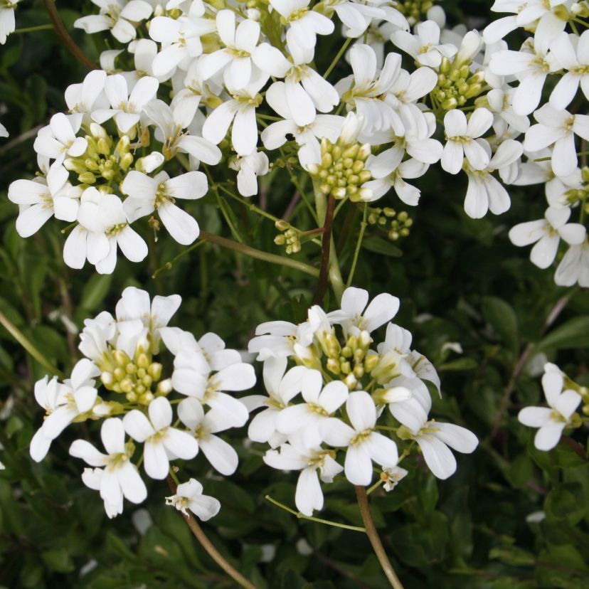 Arabis procurrens 'Neuschnee'