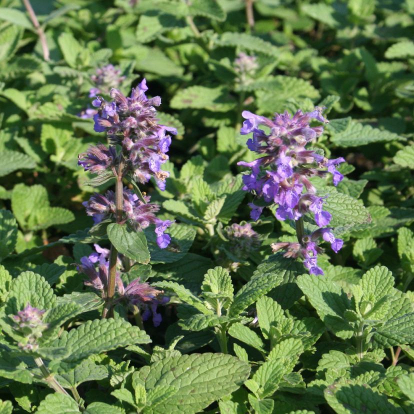 Nepeta racemosa 'Odeur Citron'