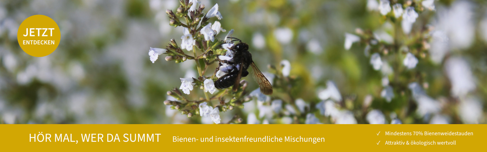 Hör mal, wer da summt: Bienen- und insektenfreundliche Staudenmischungen. Mindestens 70% Bienenweidestauden. Attraktiv und ökologisch wertvoll. Jetzt entdecken