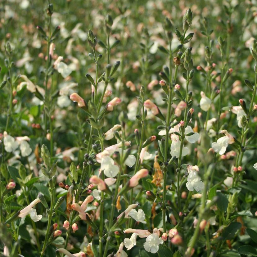 STM - Salvia jamensis 'Luna'