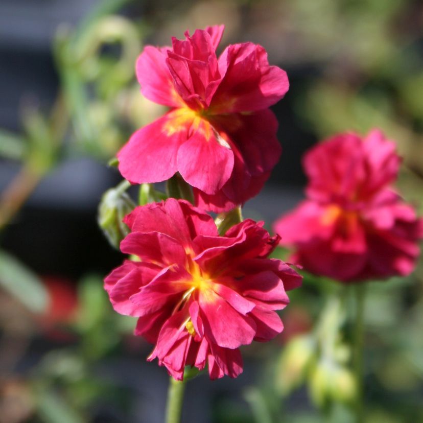 Helianthemum hybr. 'Cerise Queen'