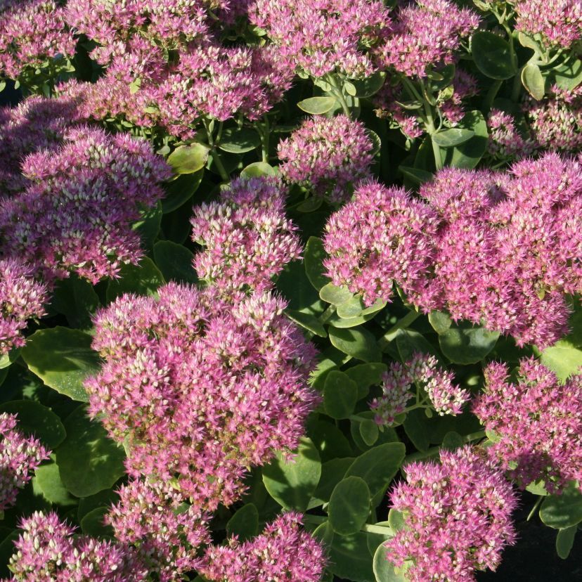 STM - Sedum spectabile 'Carmen'