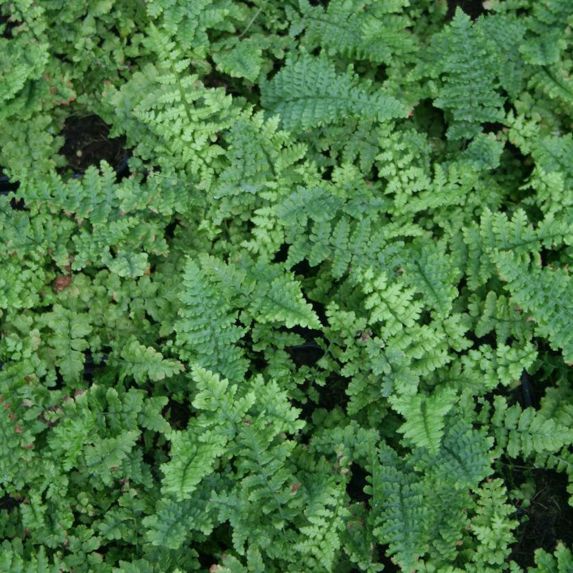 Dryopteris affinis 'Crispa'
