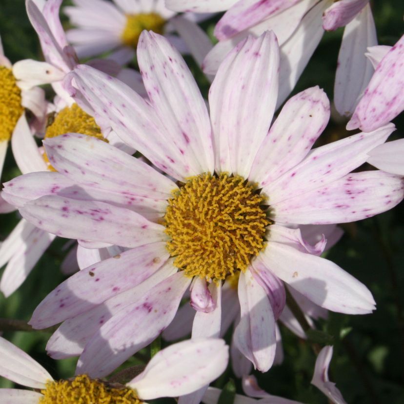 Arctanthemum arcticum 'Roseum'