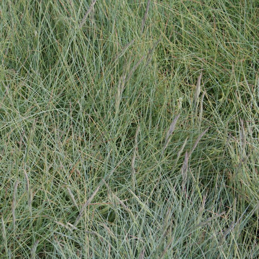 Festuca cinerea 'Azurit'