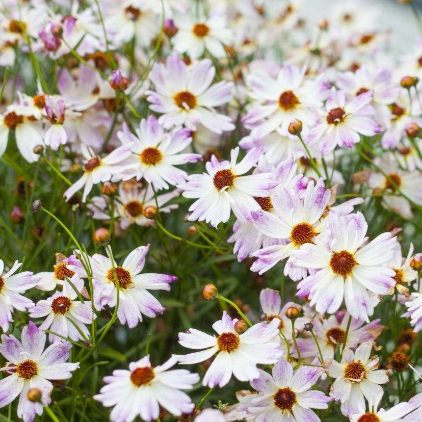 STM - Coreopsis rosea 'Bloomstation Chameleon'