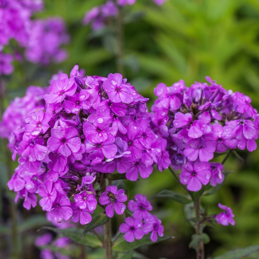 STM - Phlox panic. 'Hesperis'