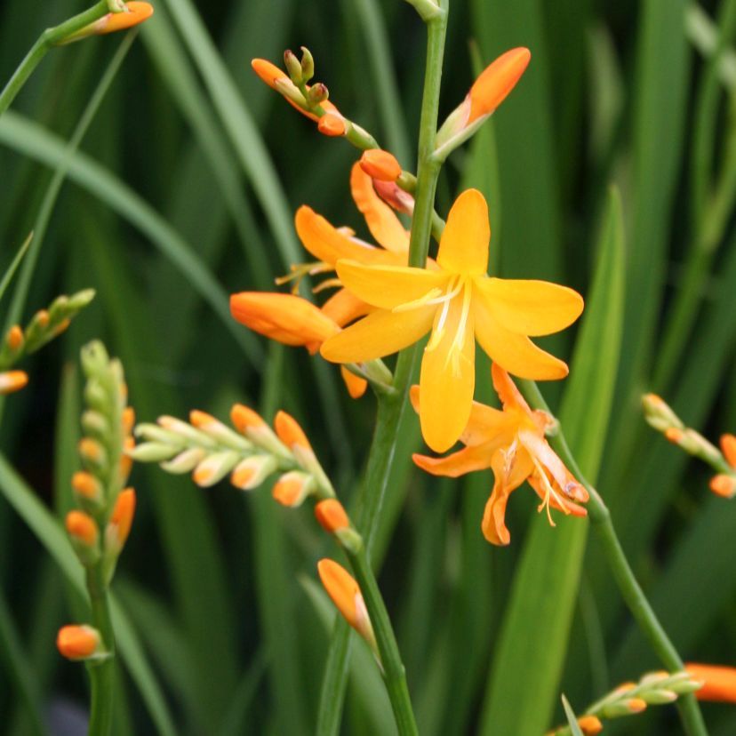 STM - Crocosmia crocos. 'George Davidson'