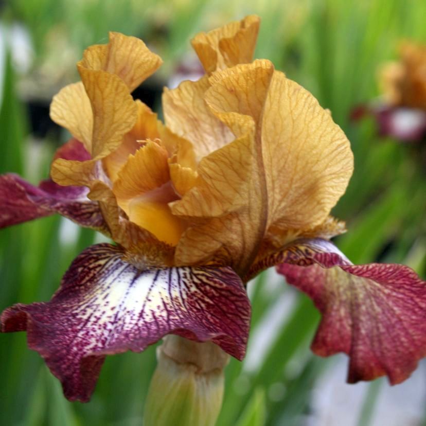 STM - Iris barb.- elat. 'Siva Siva'