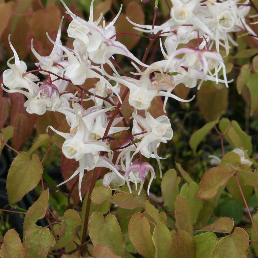 STM - Epimedium grdf. 'Elfenkönigin'