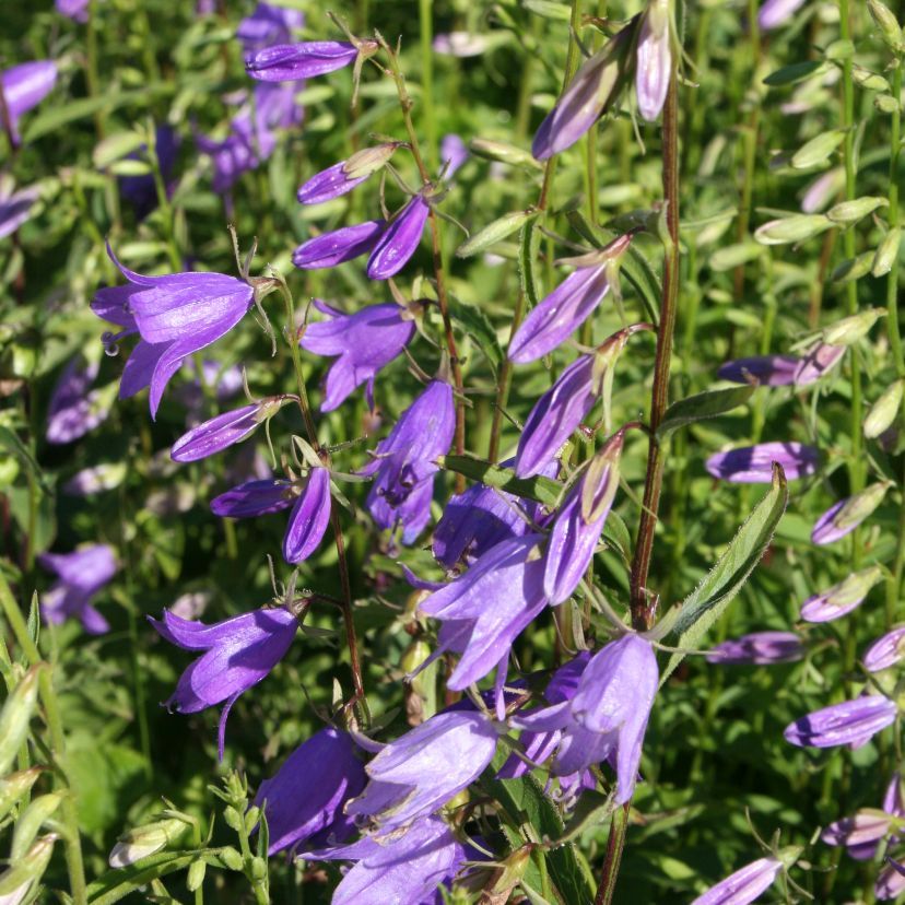 Campanula rapunculoides