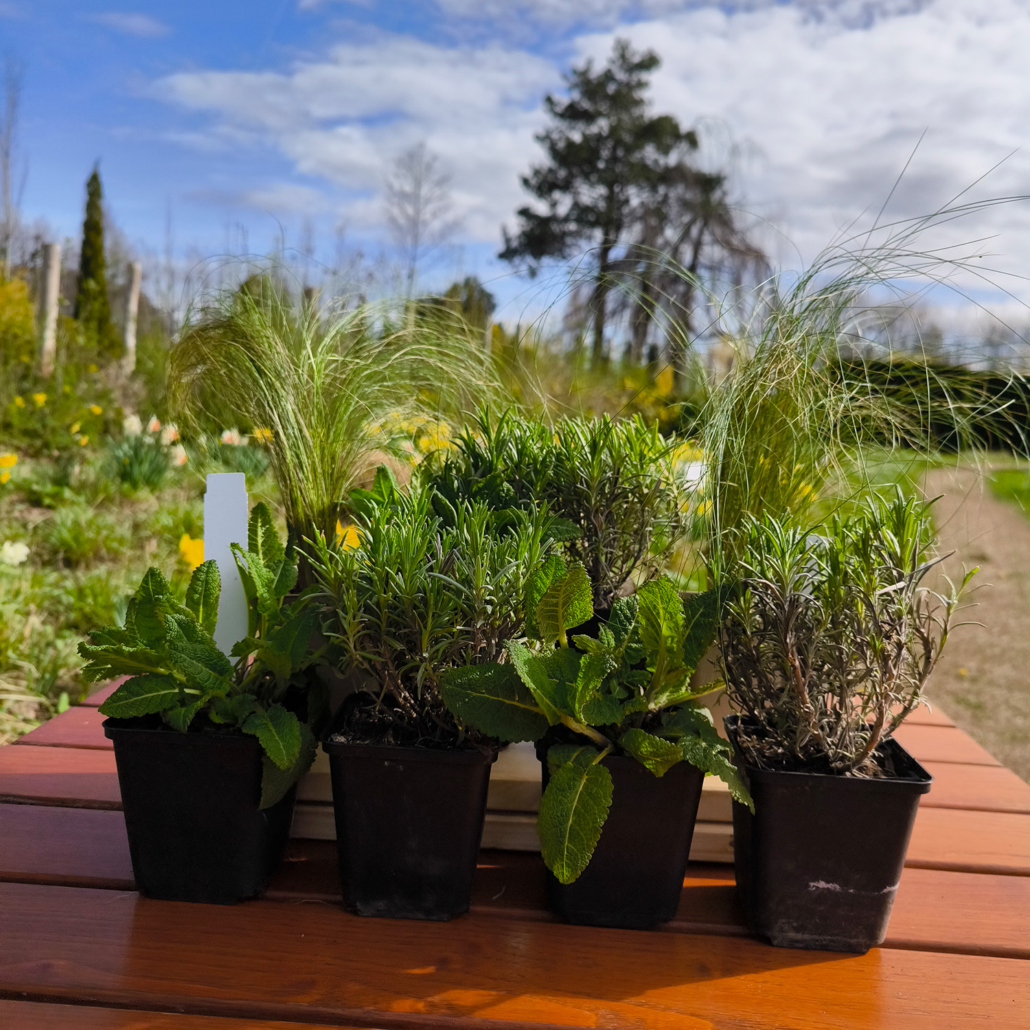 Lavendel, Salbei- und Federgras-BOX