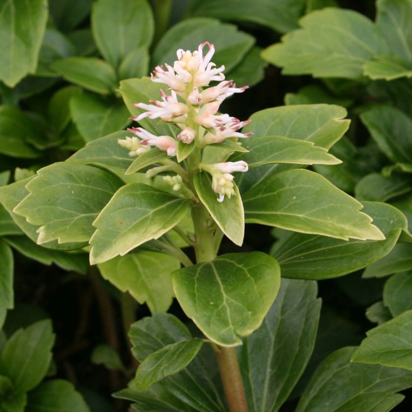 Pachysandra term.