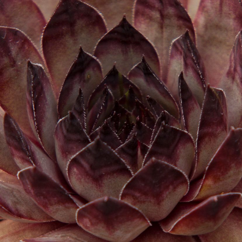 Sempervivum hybr. 'Andromeda'