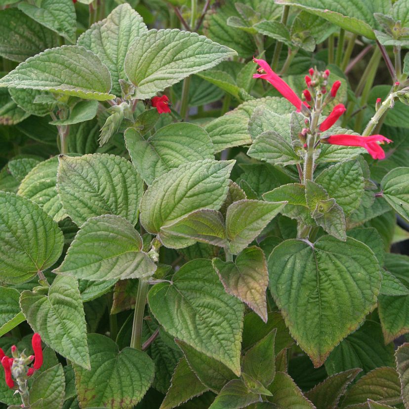 STM - Salvia elegans 'Honey Melon'