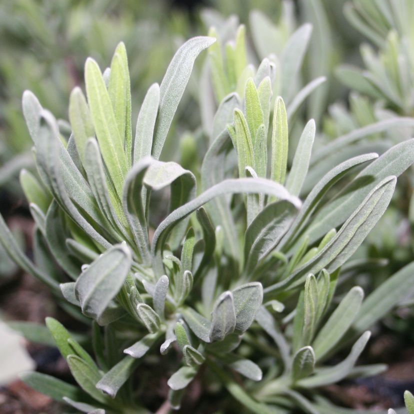 Lavandula x intermedia 'Dutch'