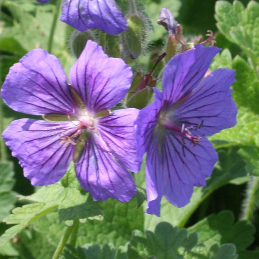 STM - Geranium magnificum 'Anemoniflorum'