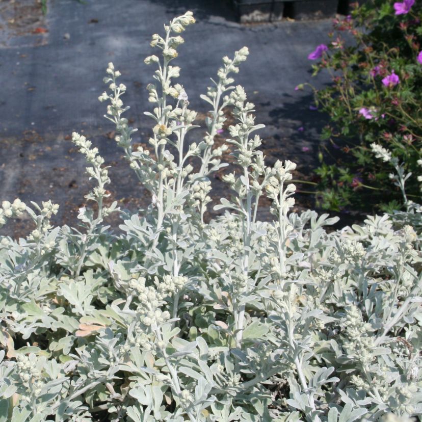 Artemisia stelleriana 'Mori'