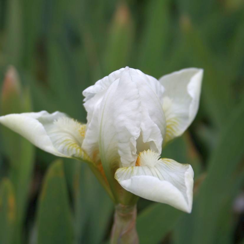 Iris barb.- nana 'Lilly White'