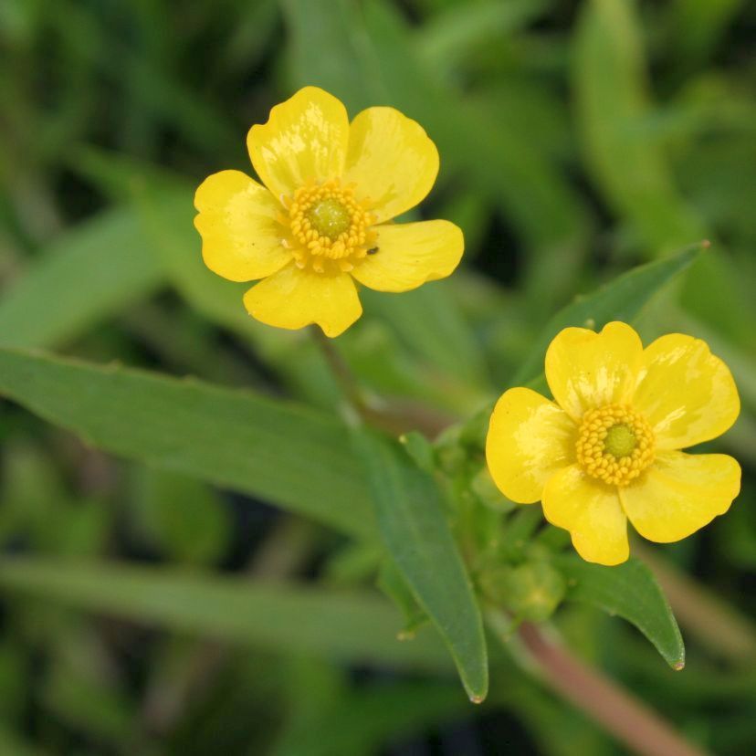Ranunculus flammula