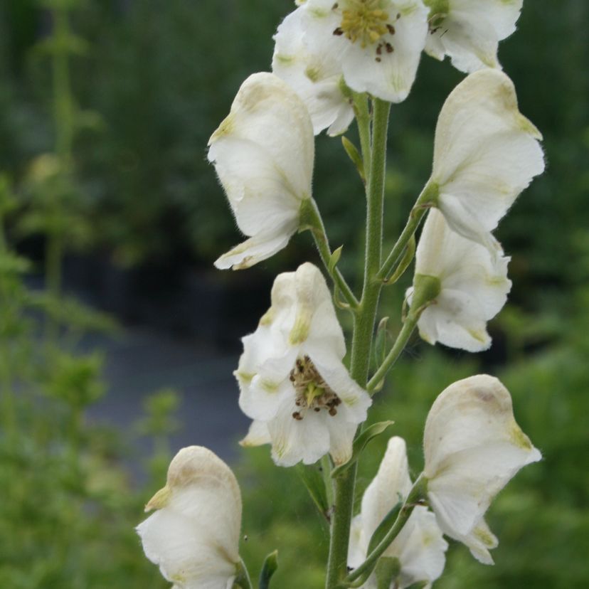 Aconitum napellus 'Schneewittchen'